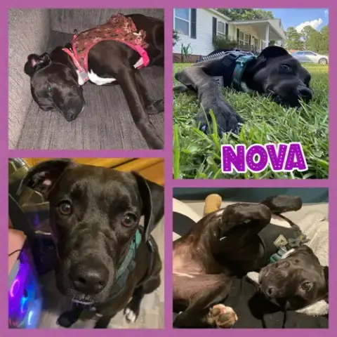 Nova photo 4