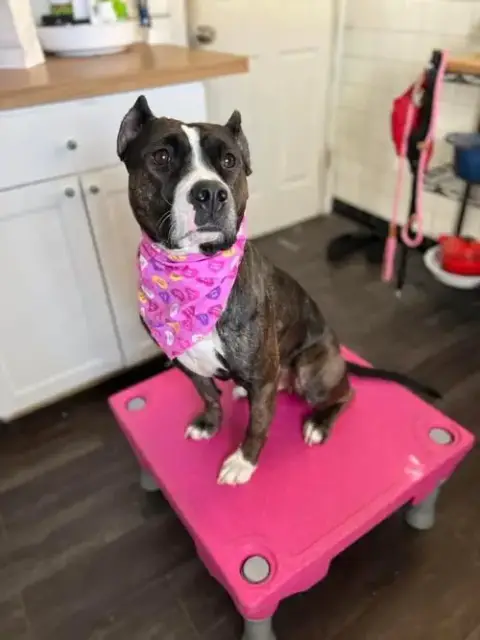 Penelope