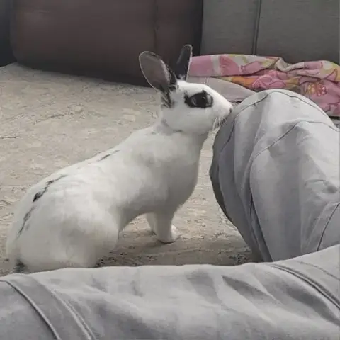Poppy Rabbit
