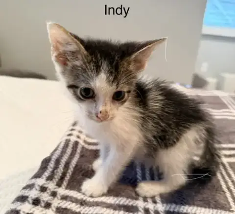 Indy photo 3