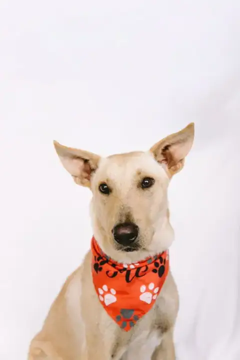 Snoopy photo 3