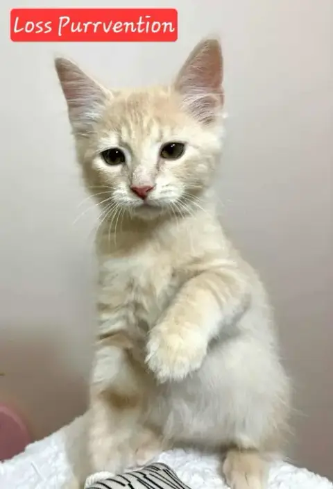 Loss Purrvention photo 3