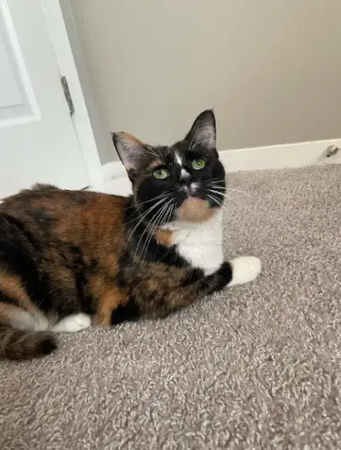 Gracie