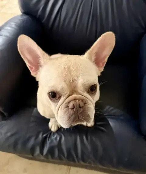 Purebred Female French Bulldog Storm photo 2