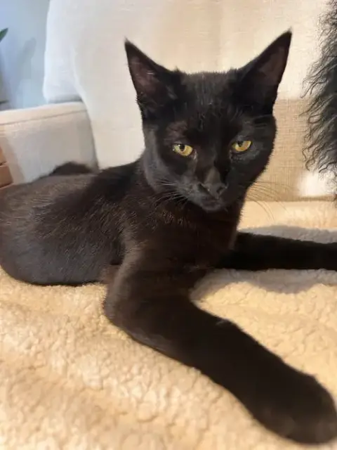 Onyx