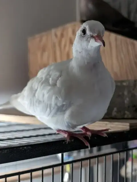 Mr Peabody