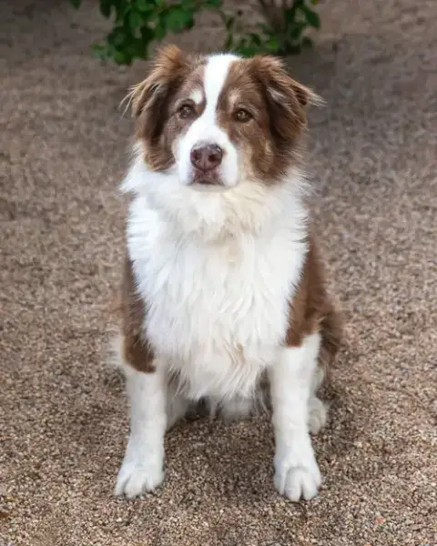 Banditt **Pending Adoption** photo 4