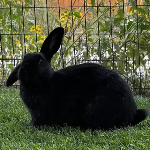 Lady Bunny photo 5