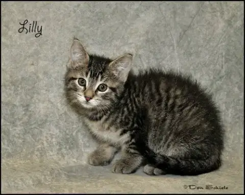 Lilly photo 2