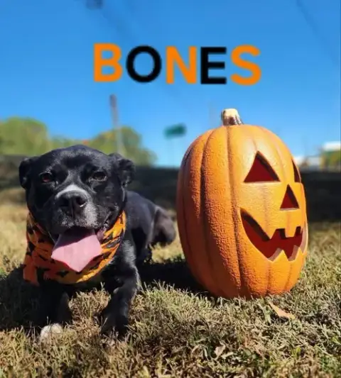 Bones photo 4