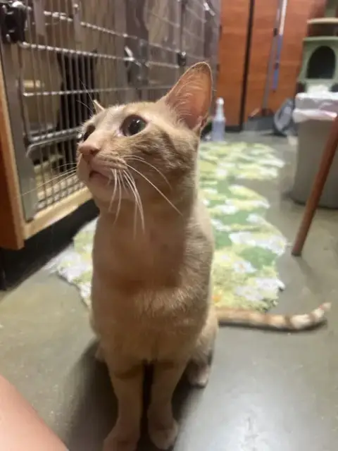 Garfield photo 4