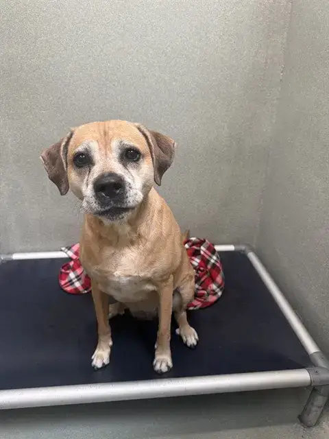 Piper