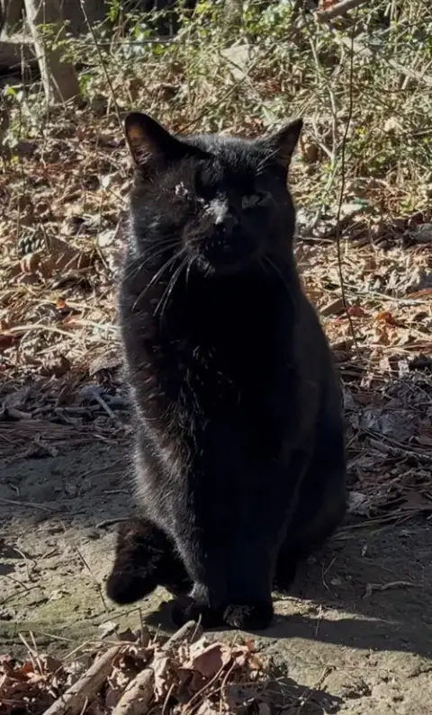 Onyx