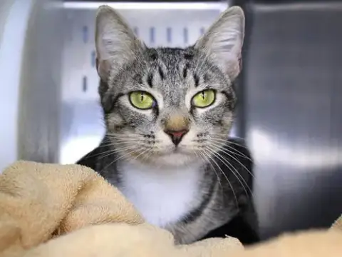 Miss Kitty
