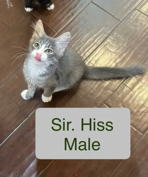 Sir Hiss