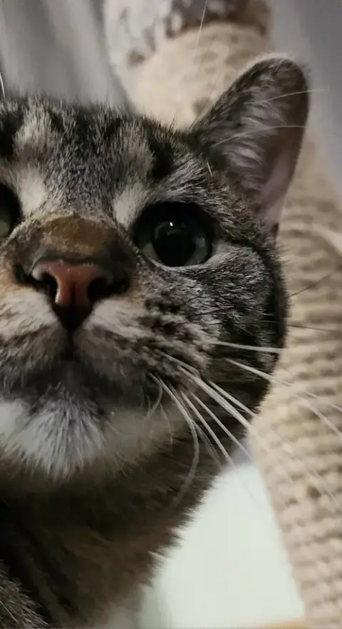 Rascal photo 3