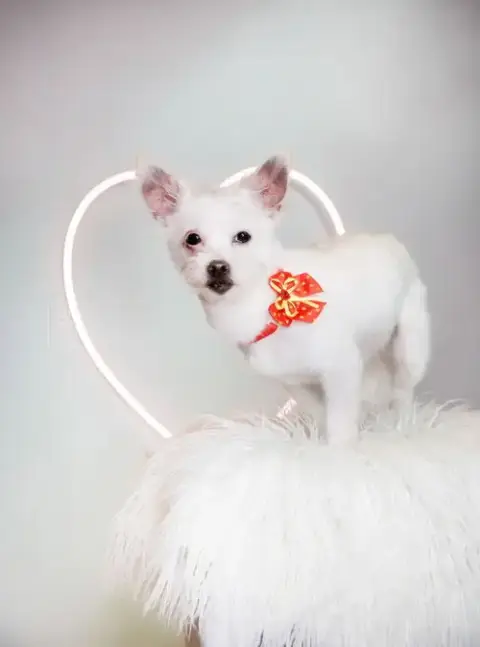 Sweet Pea photo 4