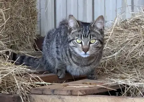 Barn Cat/Mouser photo 2