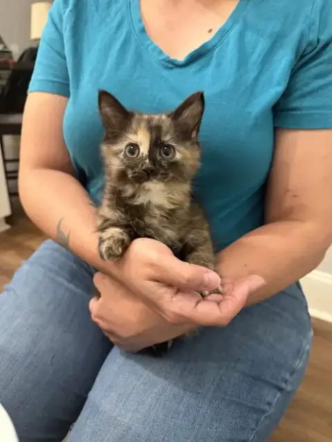 Tia