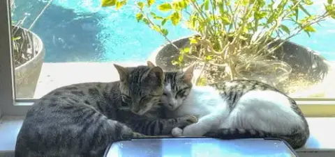 Chompers #More-Purrs-Less-Drama photo 2