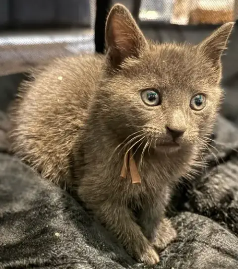 Charcoal Not At The Shelter