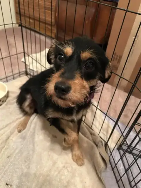 Millie photo 5