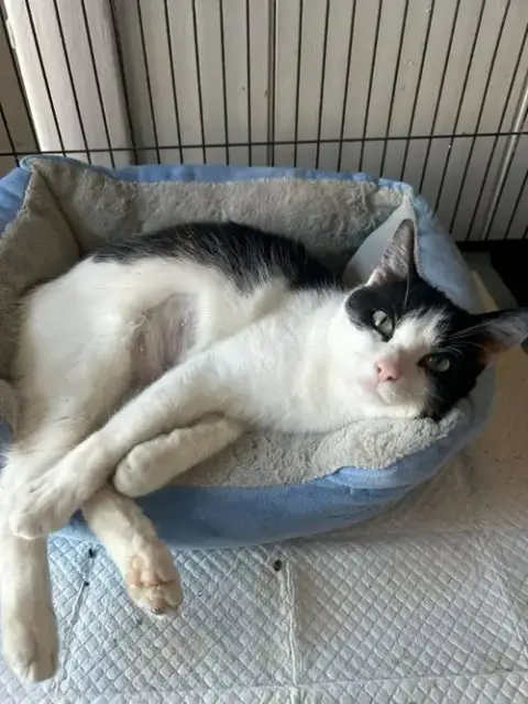Viola photo 3