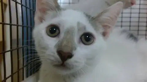 Asia