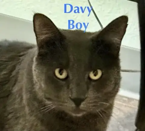 Davey Boy photo 3