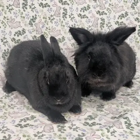 Cinder photo 2