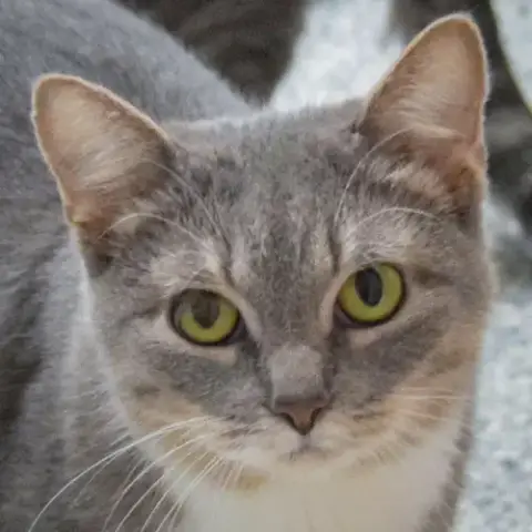 Winifred