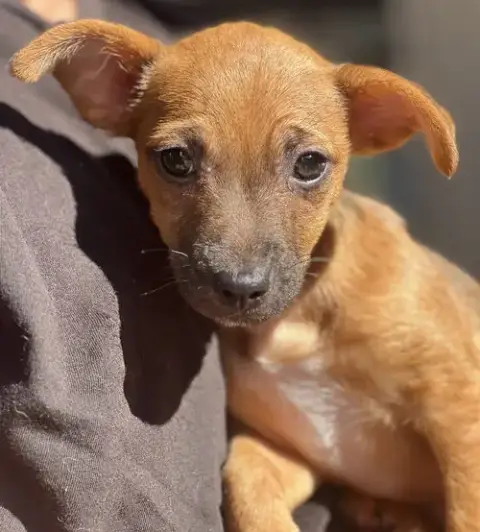 Hazel