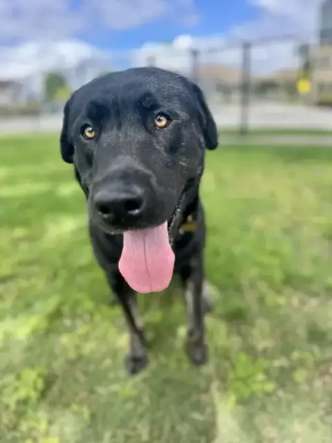 Murphy photo 3