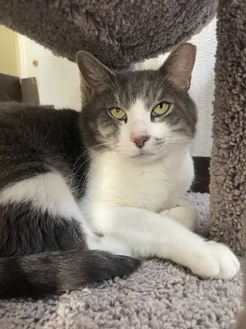 Micah