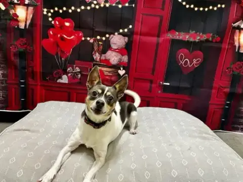 Mooshu photo 3