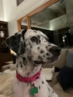 Sugar