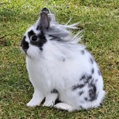 Gordo