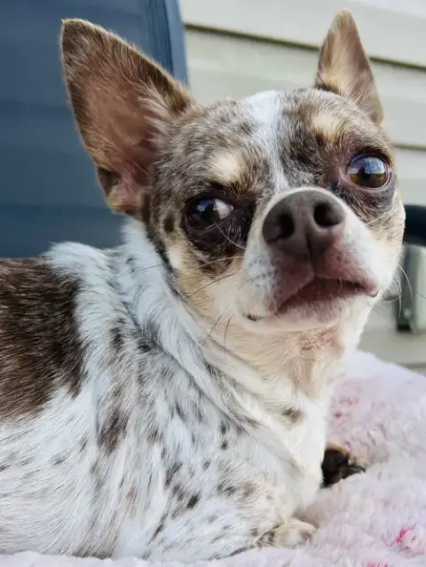 Dougie