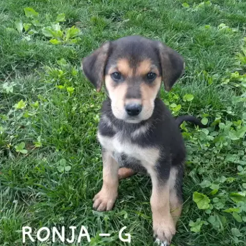 Ronja photo 2