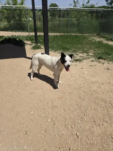 T-Rex