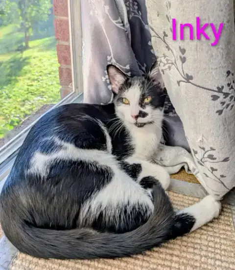 Kitten Inky