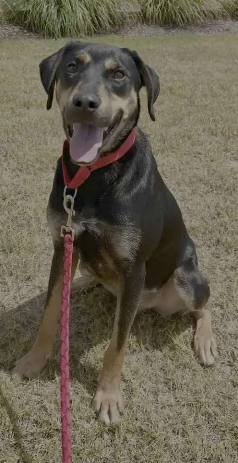Koda photo 4
