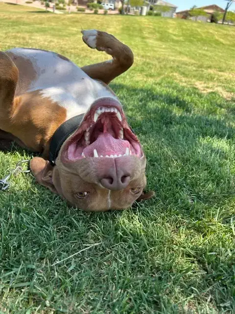 Millie