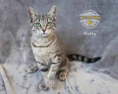 Dobby photo 2