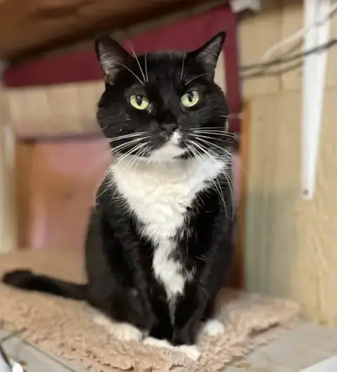 Tux photo 2
