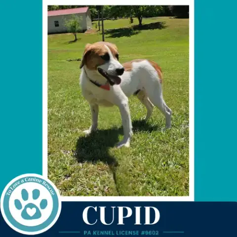 Cupid 053026