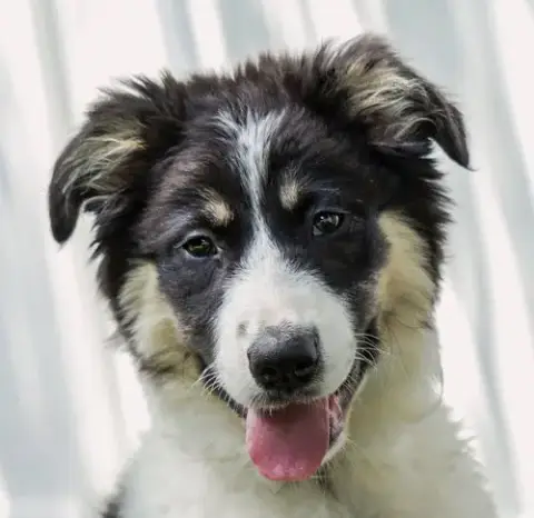Puppy Grace Under Fire photo 2