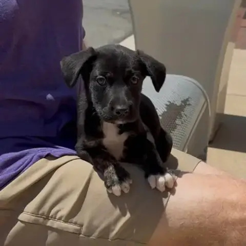 O Litter Oakley photo 2