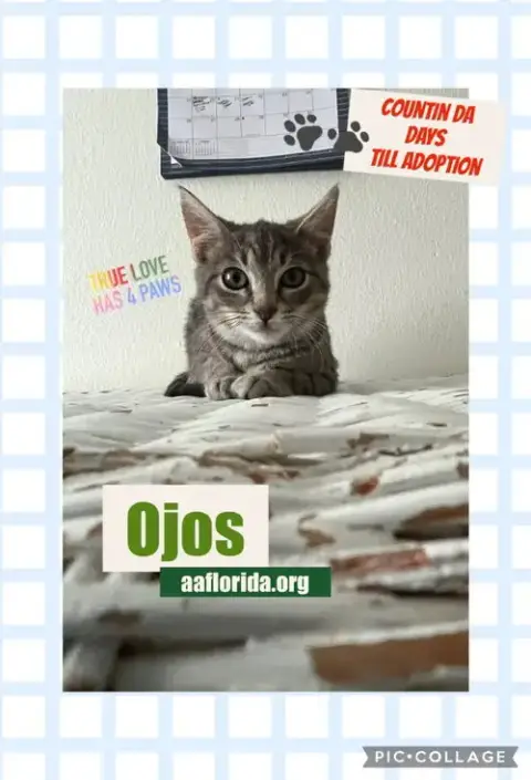Ojos