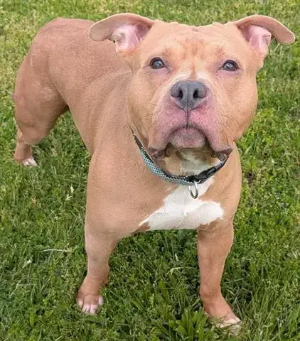 Jaxson